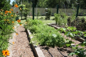 Own Veggies Own Veggies